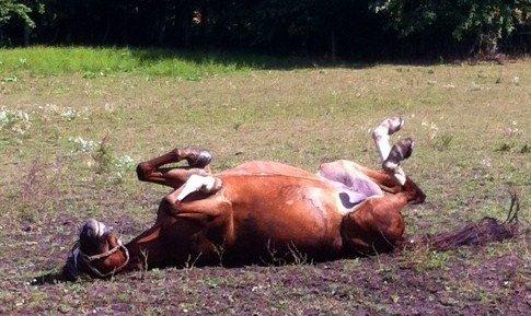 DSP Luanda billede 13