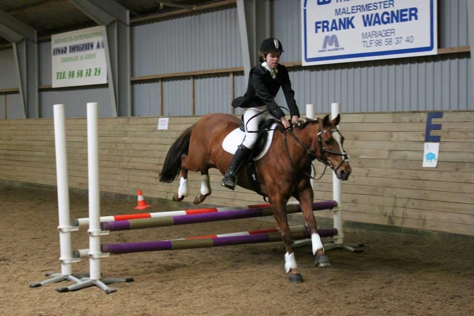 Anden særlig race pony - vores første stævne! billede 4