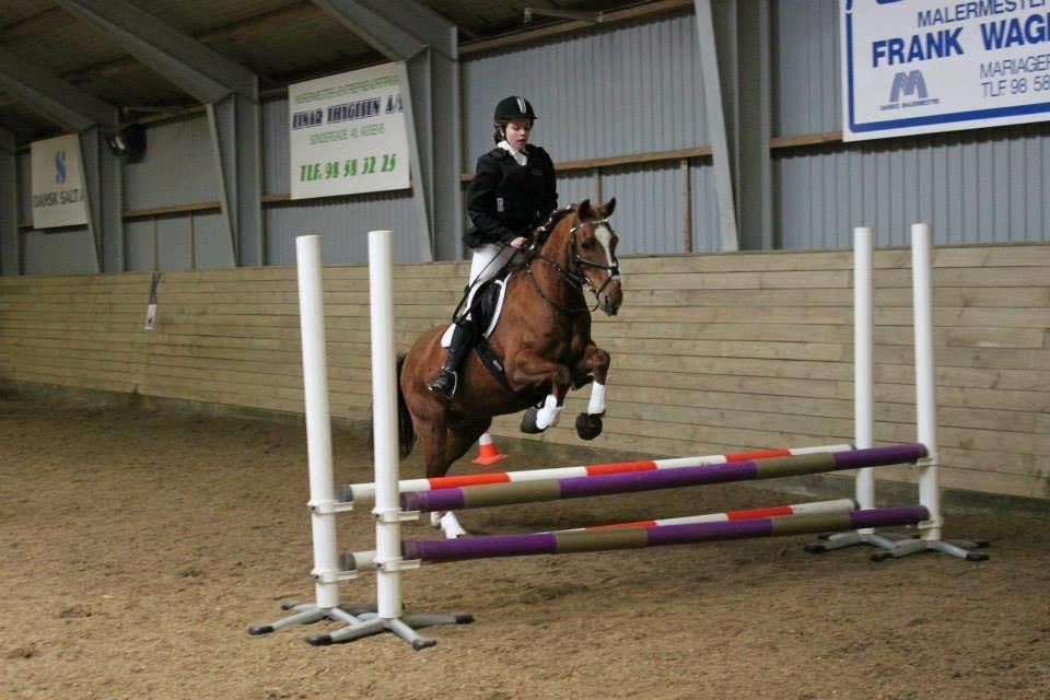 Anden særlig race pony - det første spring!   billede 16