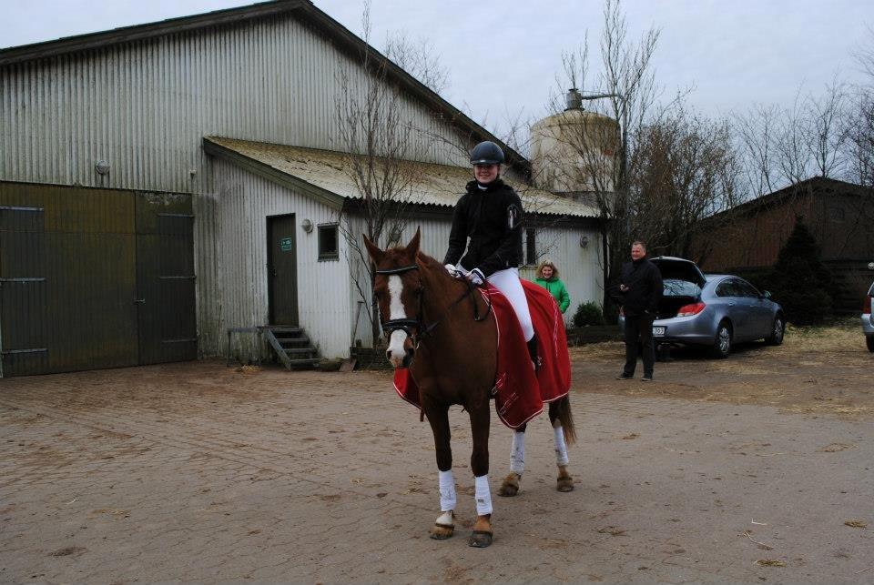 Hollandsk Sportspony Calypso billede 4