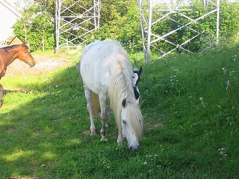 Anden særlig race Twenty - Twenty med hendes 2. føl Beauty hos gamle ejer billede 20