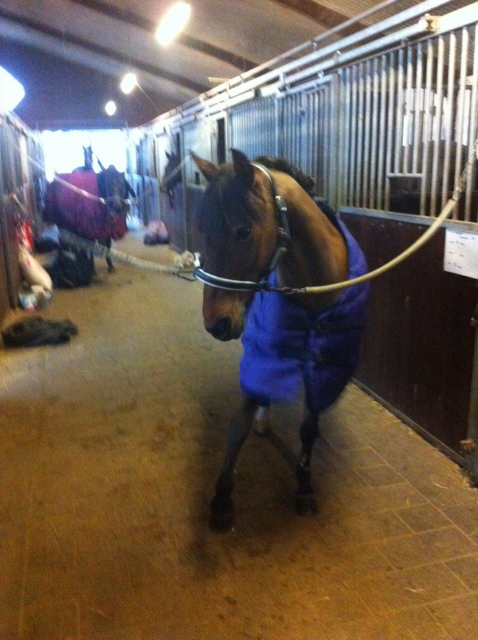 Svensk Sportspony  Ainée billede 5