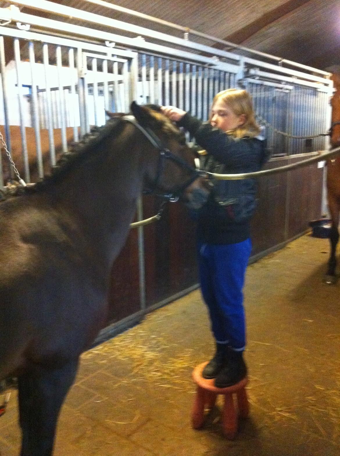 Svensk Sportspony  Ainée billede 6