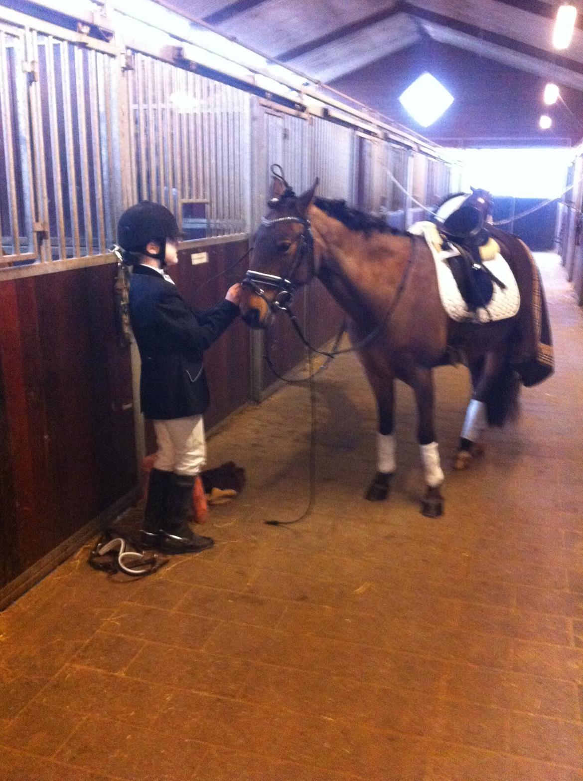 Svensk Sportspony  Ainée billede 7