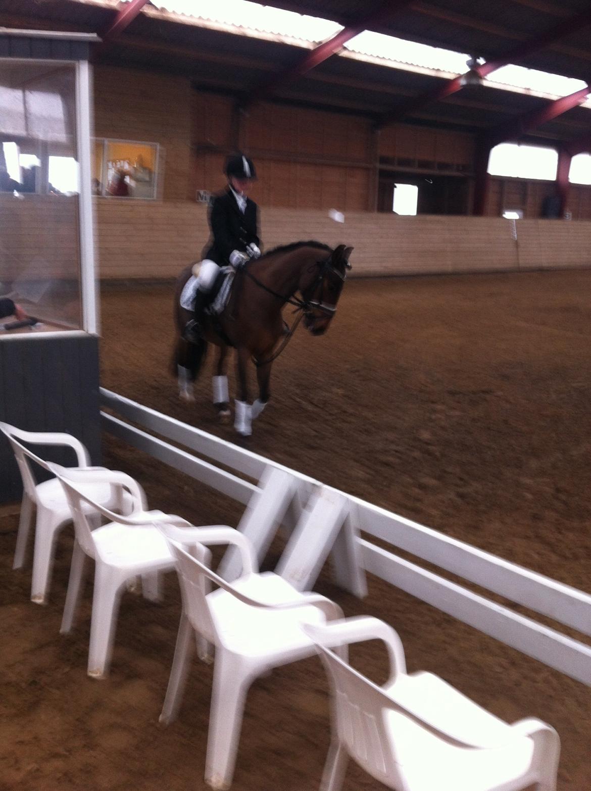 Svensk Sportspony  Ainée billede 11