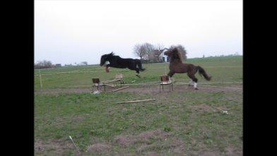 Anden særlig race Roshøjs Falcon billede 18