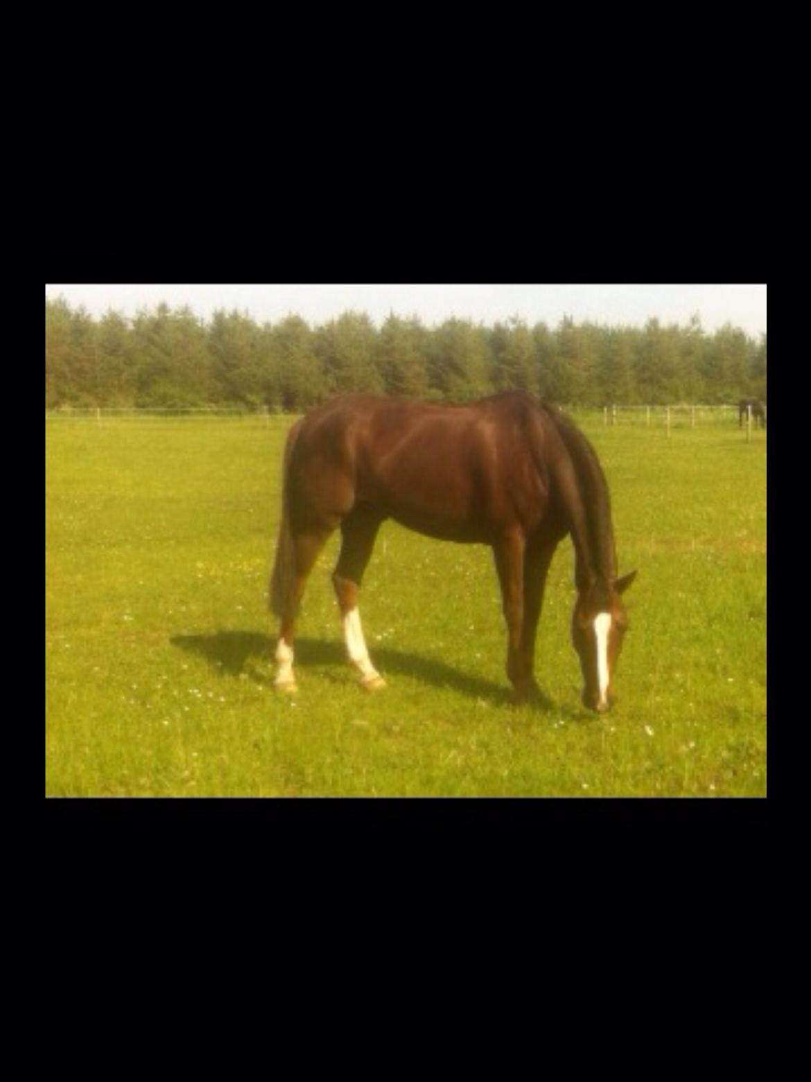 New Forest Carlo billede 1