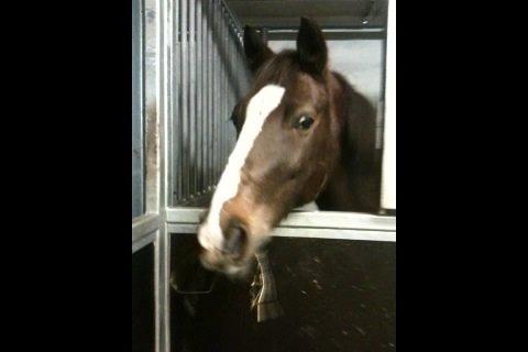 New Forest Carlo billede 2