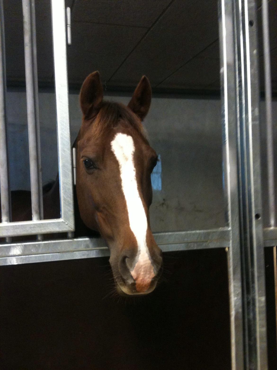 New Forest Carlo billede 3