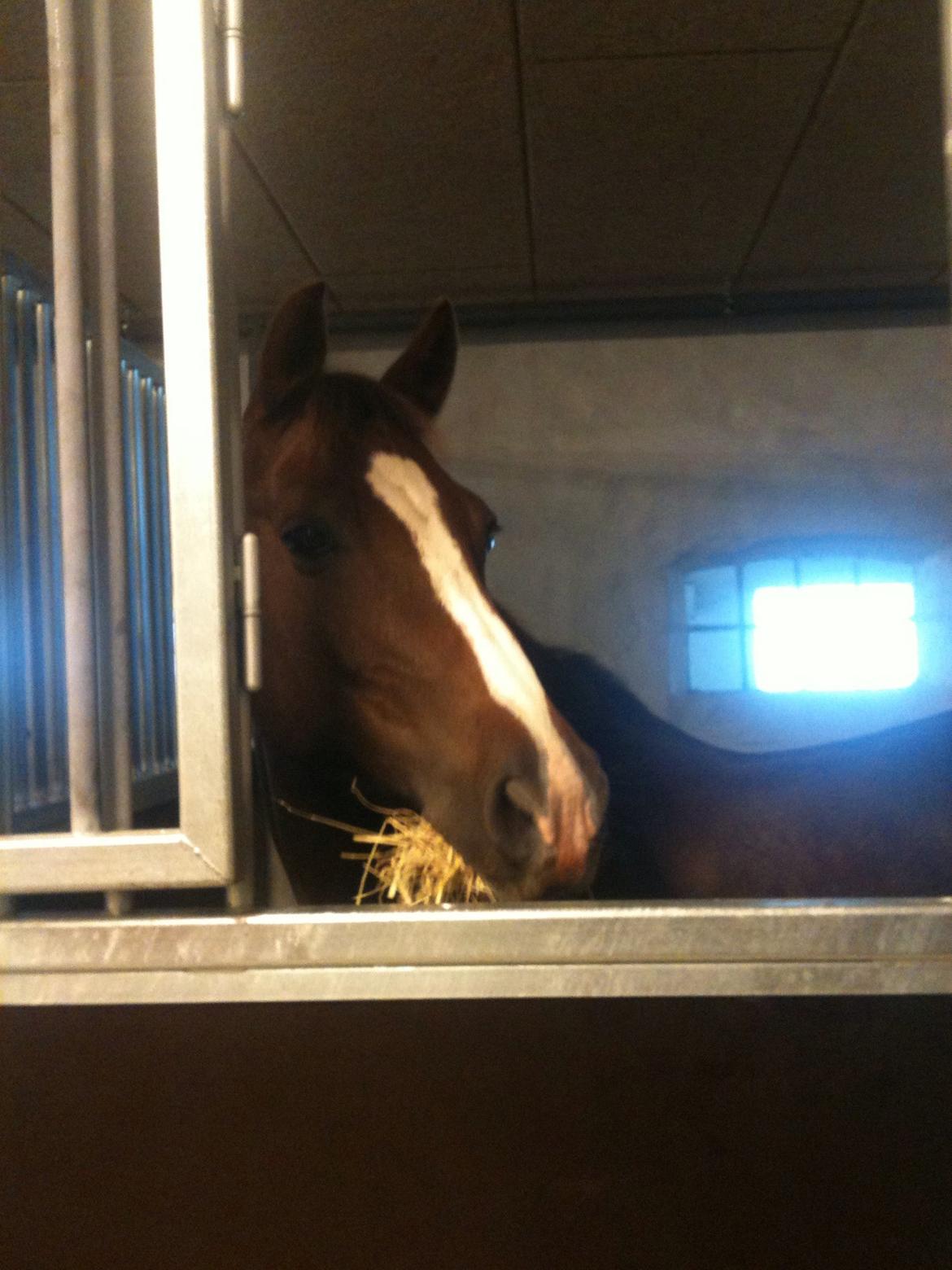 New Forest Carlo billede 4