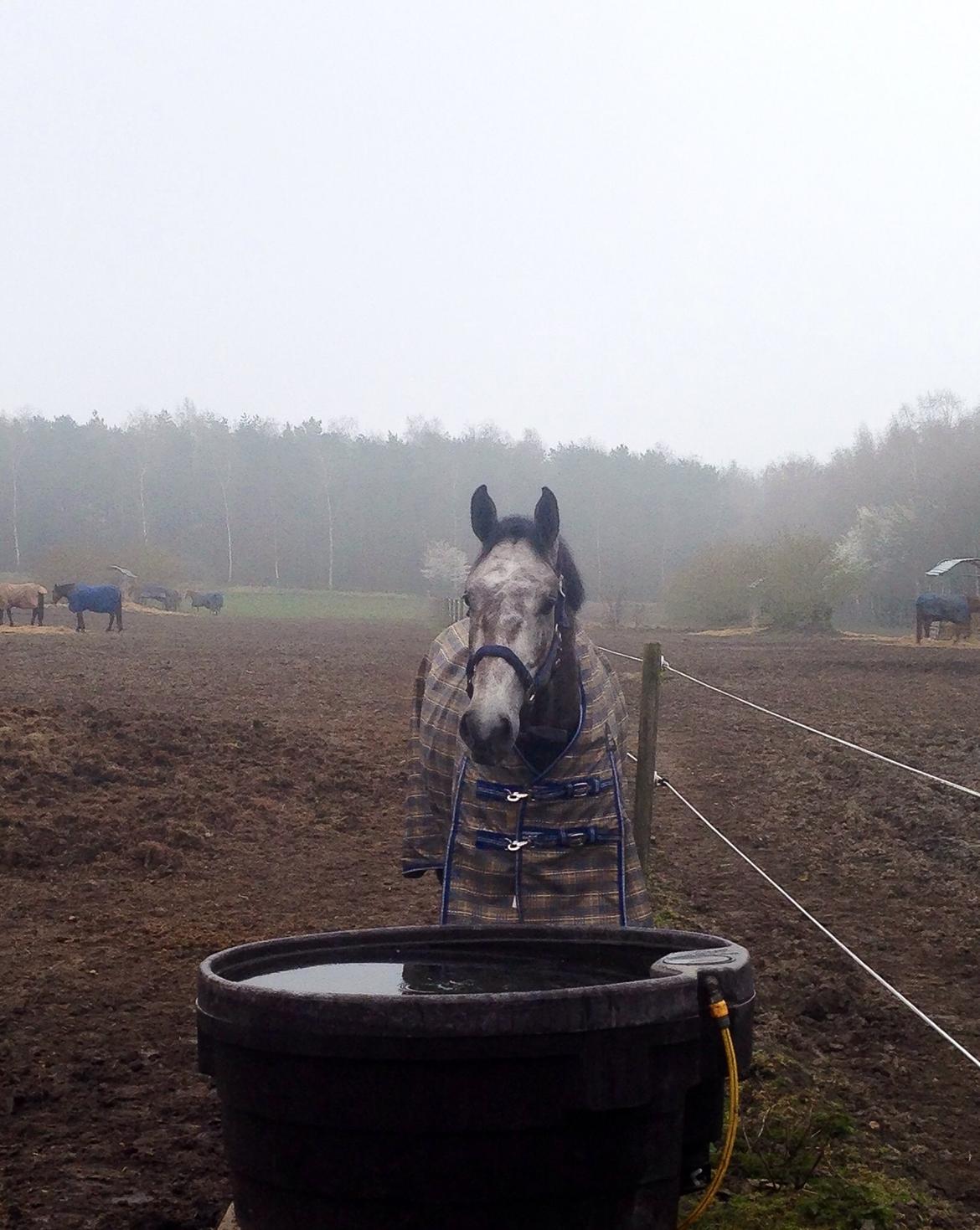 Dansk Varmblod Quintony By West - R.I.P - Tørstig prohest på folden... D. 06.04.14 billede 26