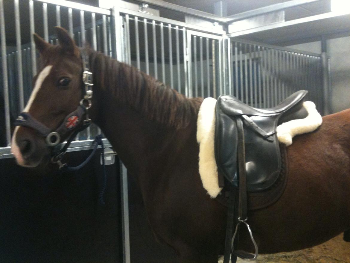 New Forest Carlo billede 5