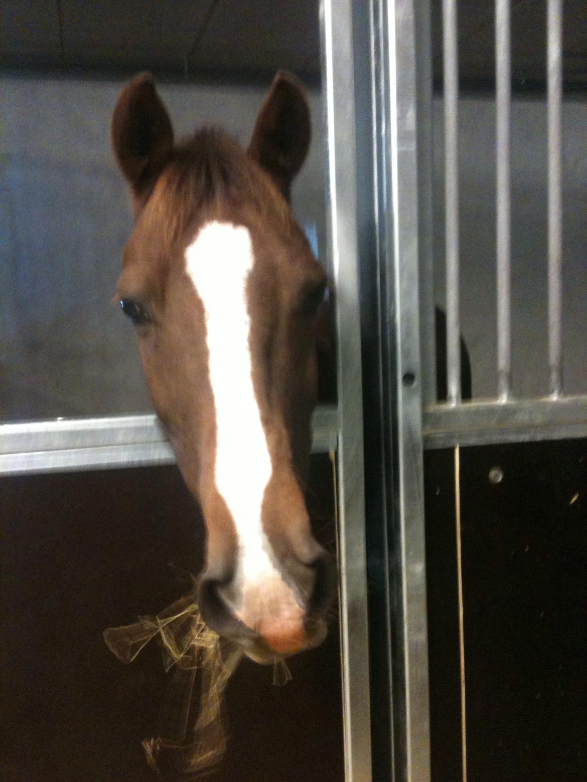 New Forest Carlo billede 6