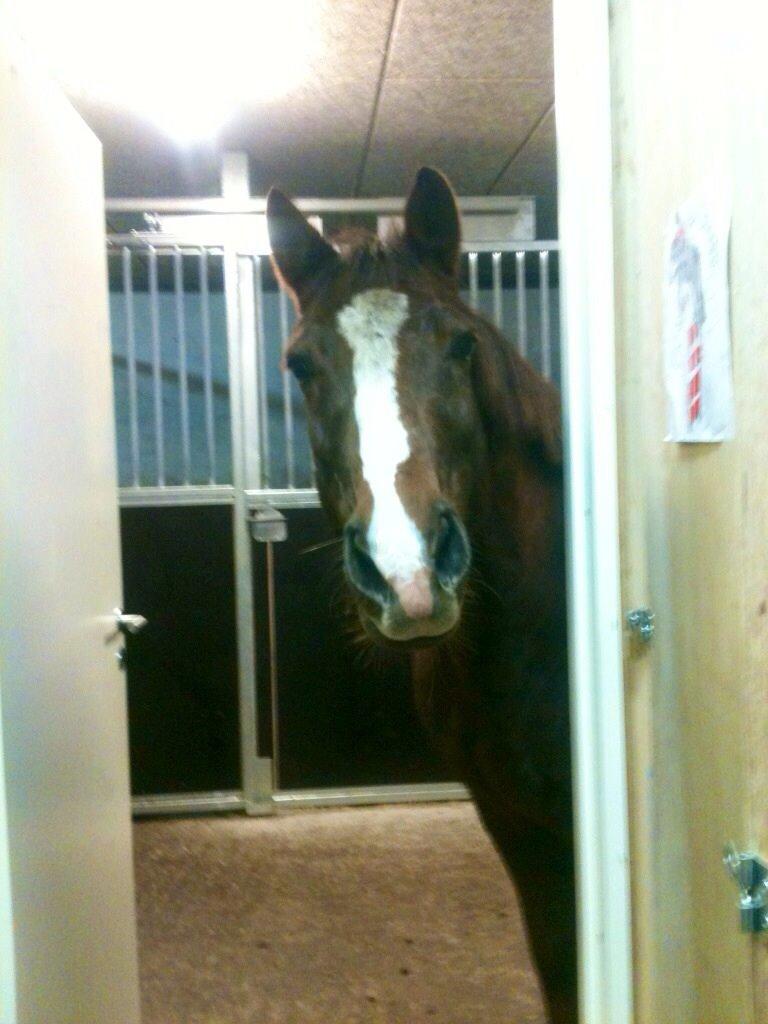 New Forest Carlo billede 7