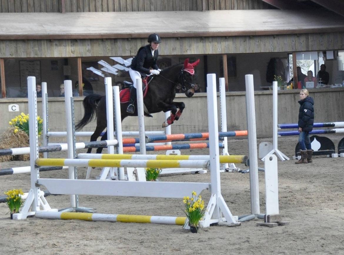 New Forest Elmholts Furore  - Den aller bedste stjerne <3 Foto: Emma k billede 6