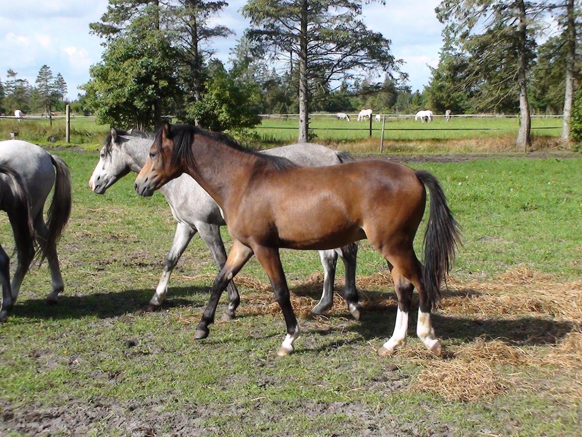 Welsh Pony (sec B) Bjerregårds Quint, kaldet Basse billede 13