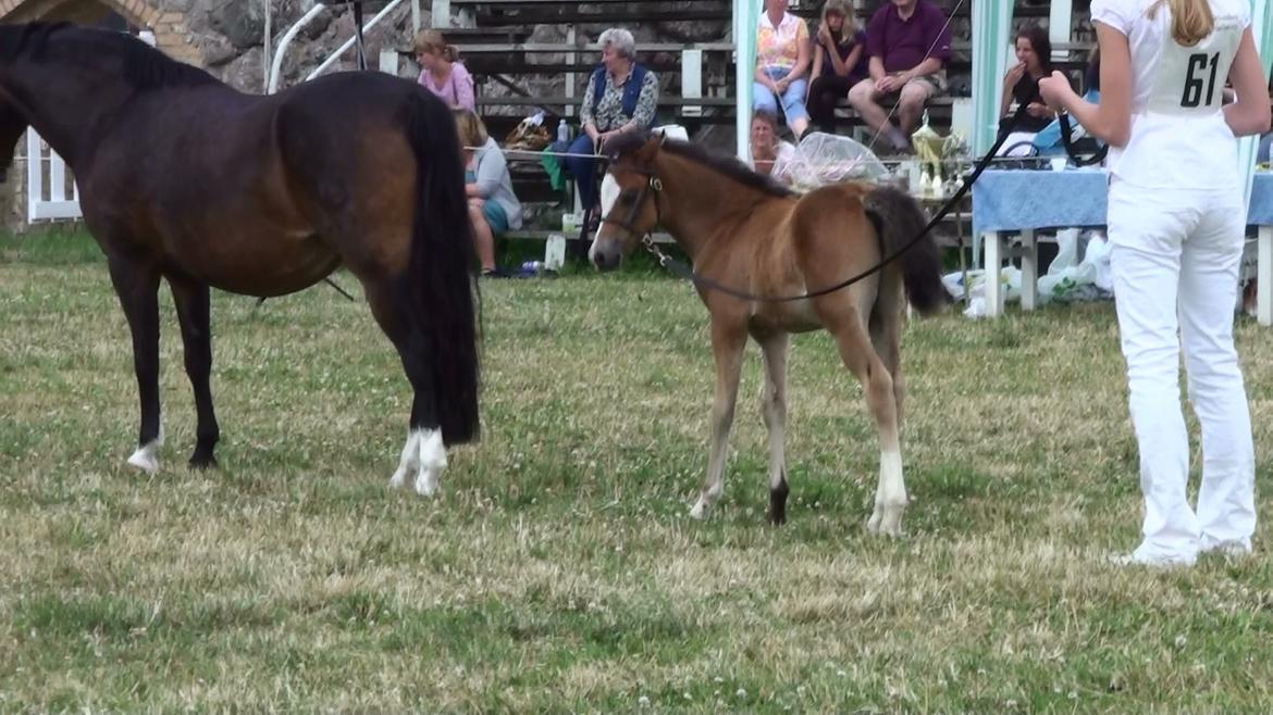 Welsh Pony (sec B) Bjerregårds Quint, kaldet Basse billede 11
