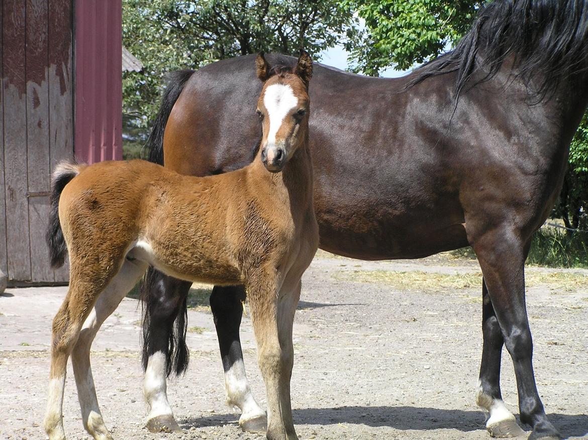 Welsh Pony (sec B) Bjerregårds Quint, kaldet Basse billede 16