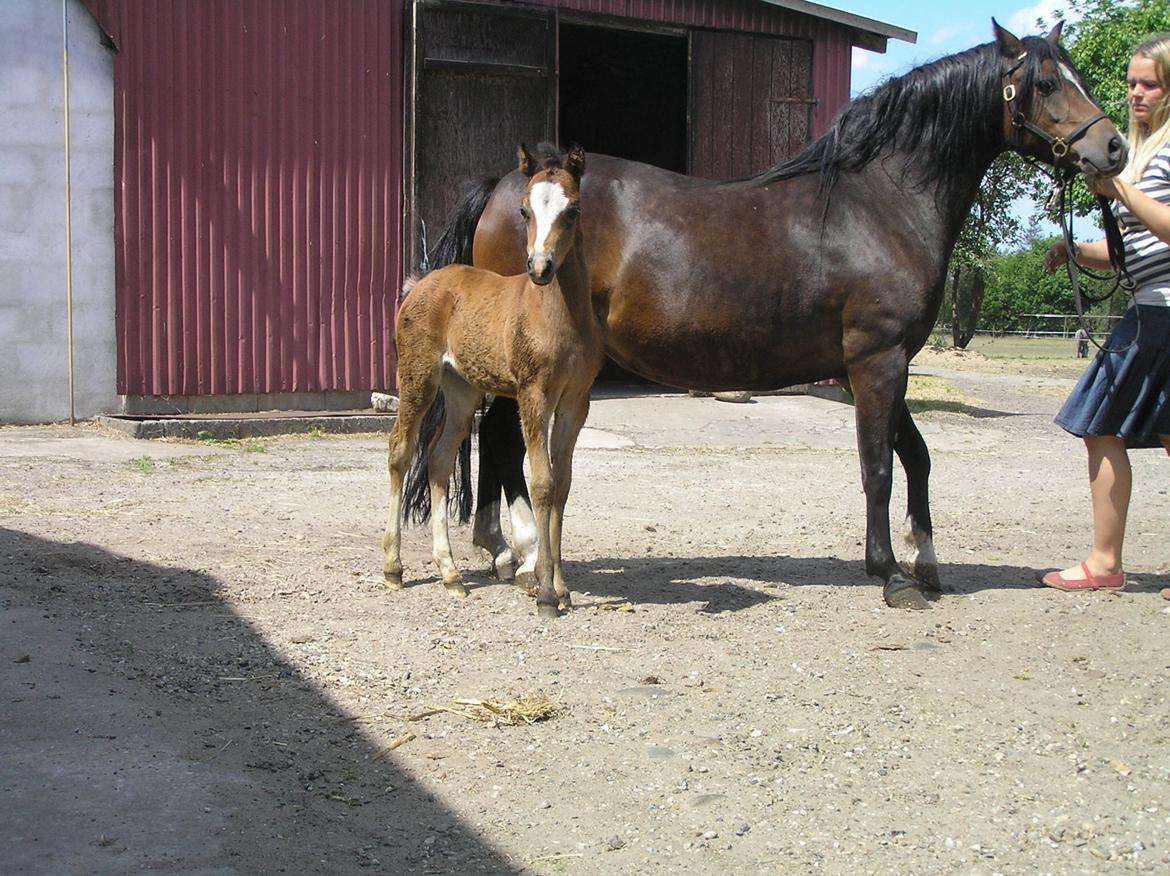 Welsh Pony (sec B) Bjerregårds Quint, kaldet Basse billede 15