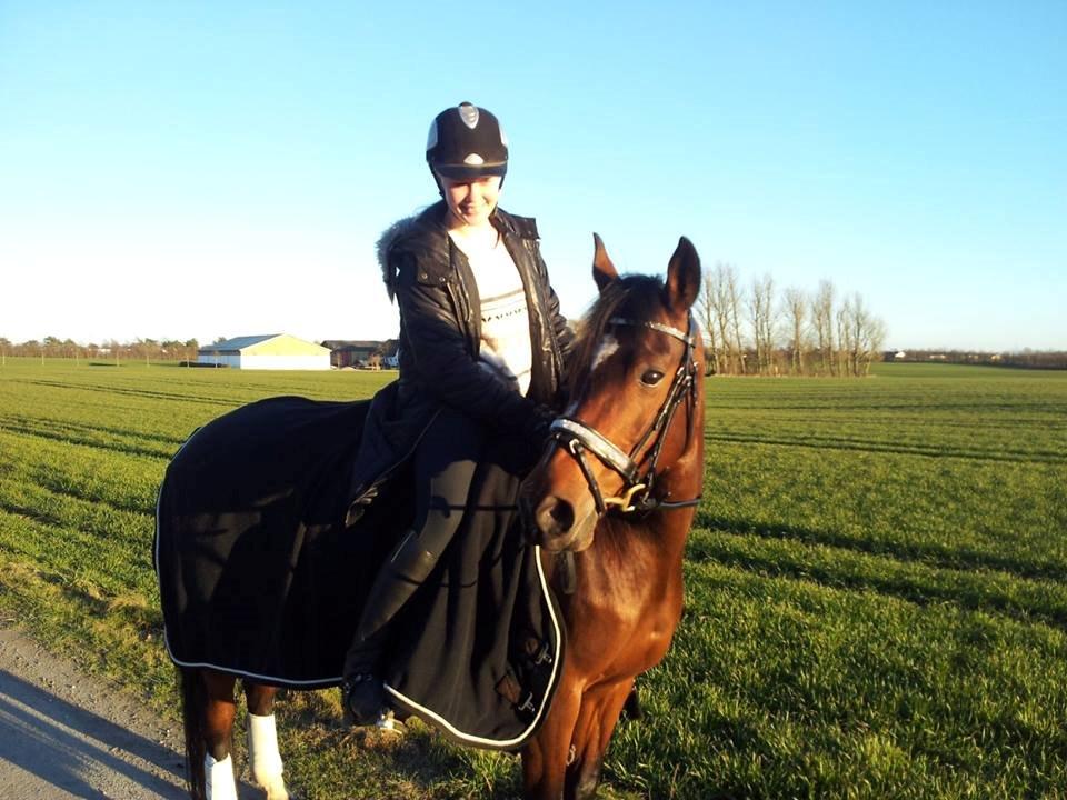 Dansk Varmblod Toftegaardens Piaff - Smukke pony med hendes nye stævnetrense! <3 billede 4