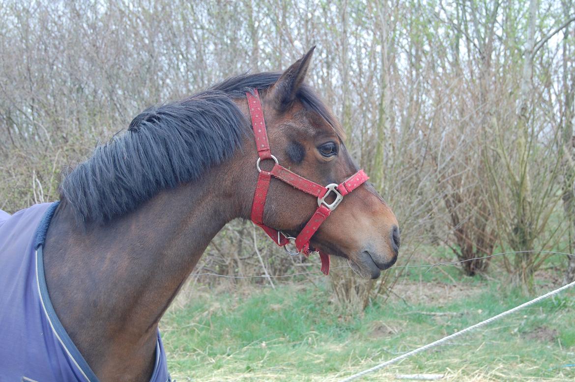 Welsh Partbred (Sec F) Bohemo Kolly - Prinsessen!<3 billede 1