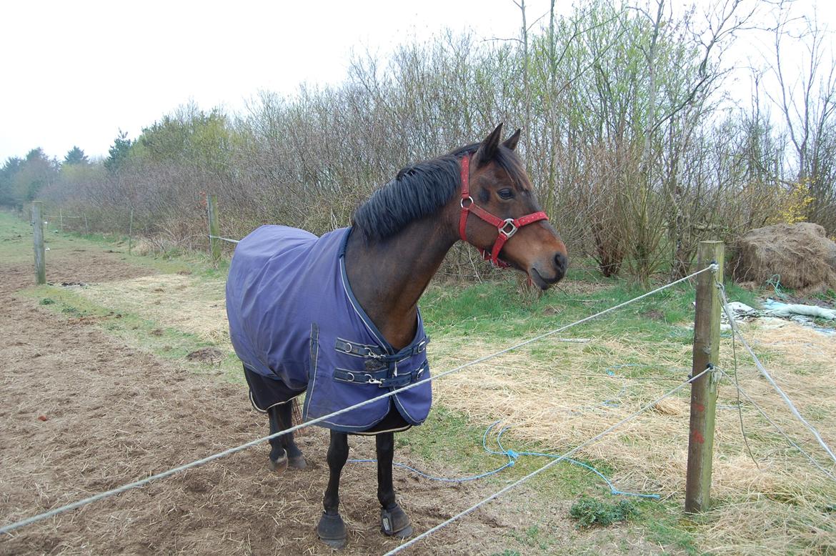 Welsh Partbred (Sec F) Bohemo Kolly billede 2