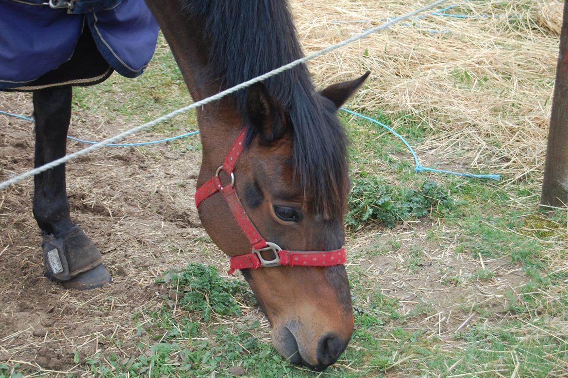 Welsh Partbred (Sec F) Bohemo Kolly billede 5