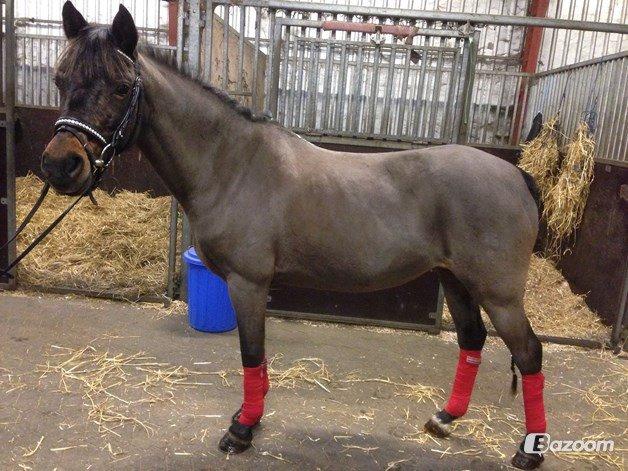 Welsh Partbred (Sec F) Bohemo Kolly billede 3