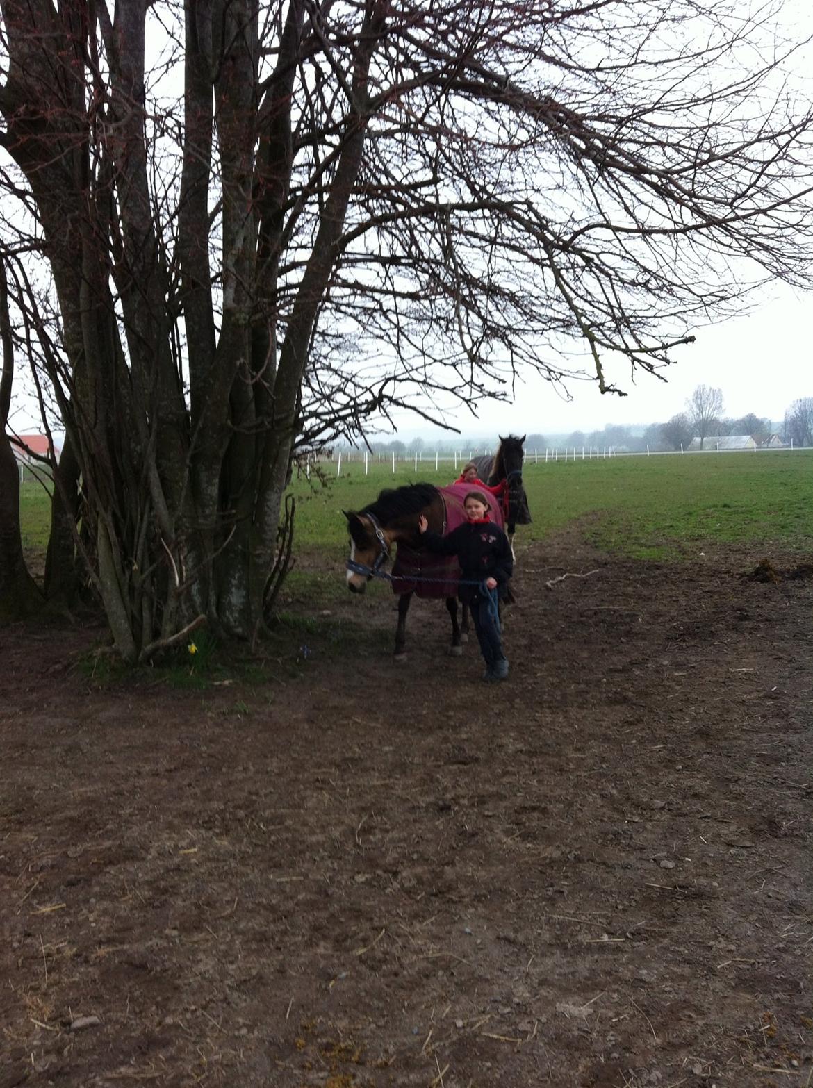 Anden særlig race Damgårds Maggie billede 2