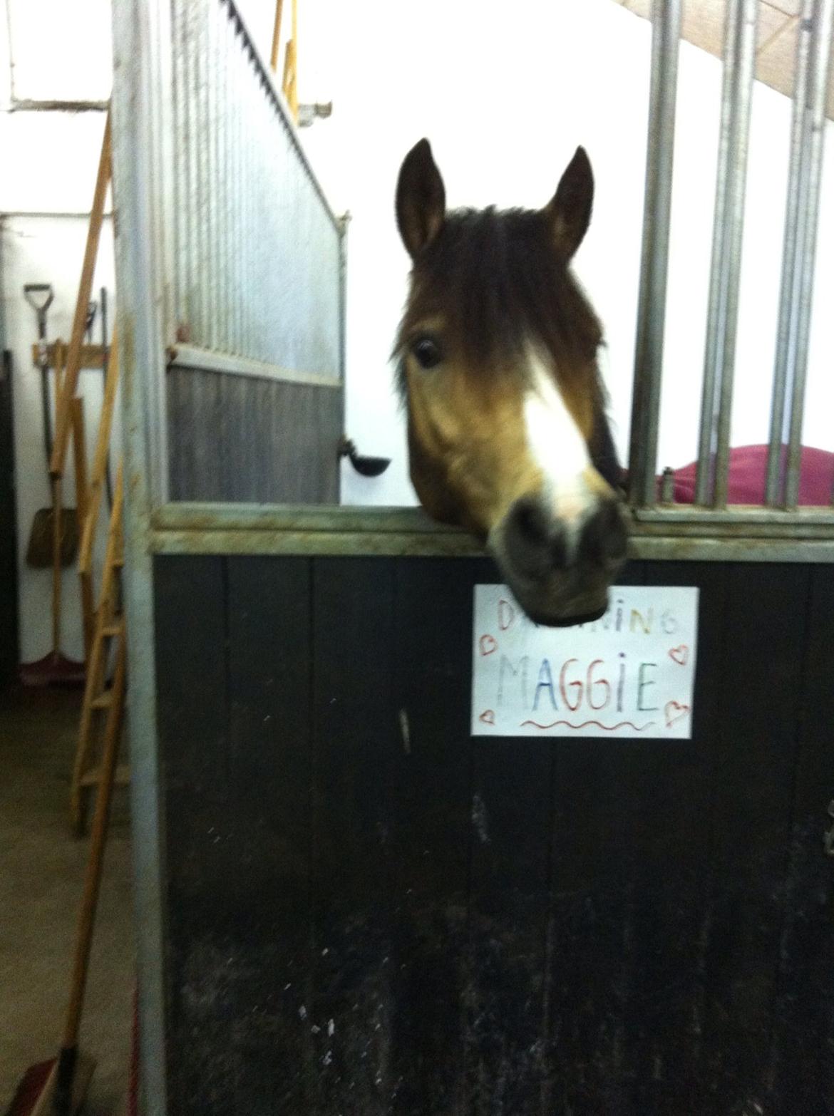 Anden særlig race Damgårds Maggie billede 4