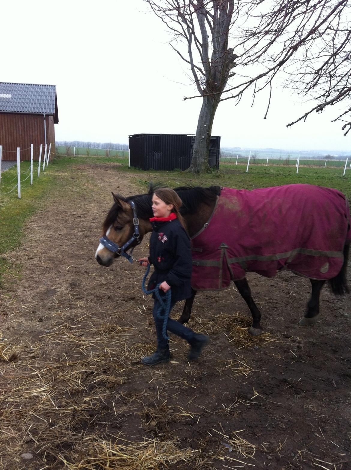 Anden særlig race Damgårds Maggie billede 5
