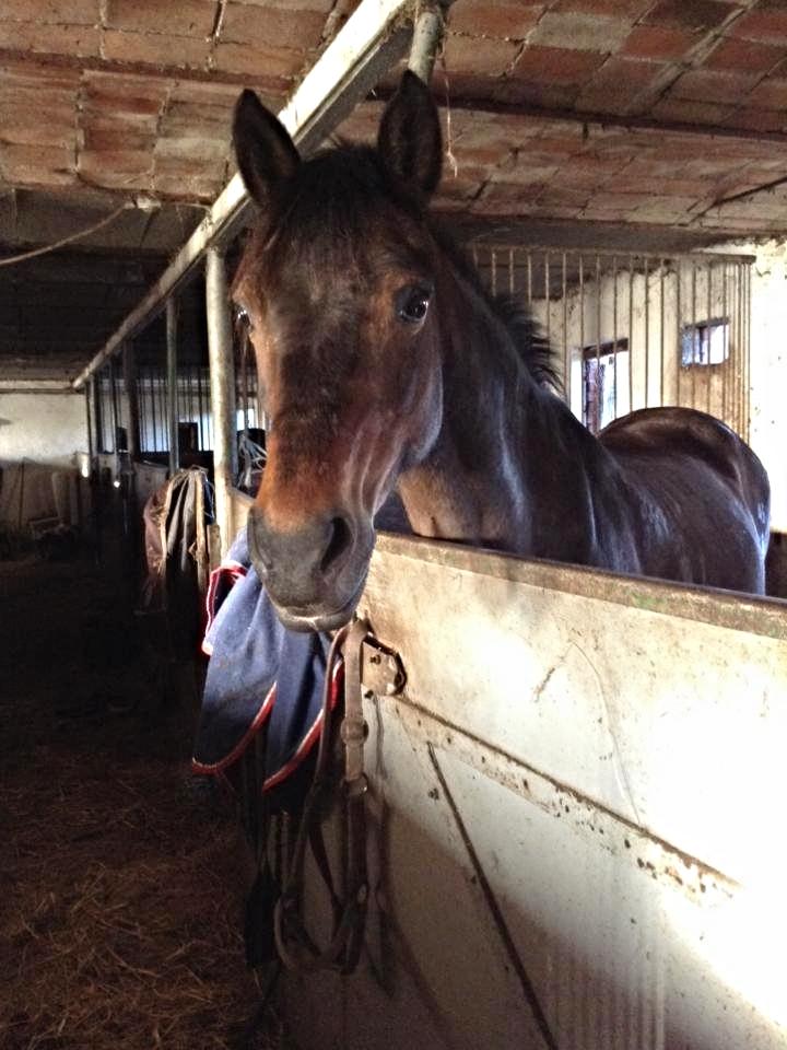 Welsh Partbred (Sec F) Bohemo Kolly billede 4