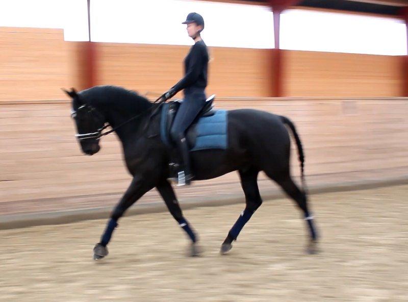 Dansk Varmblod Tekno billede 13