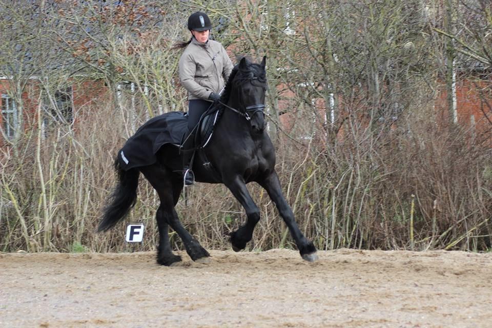 Frieser Zorro billede 18