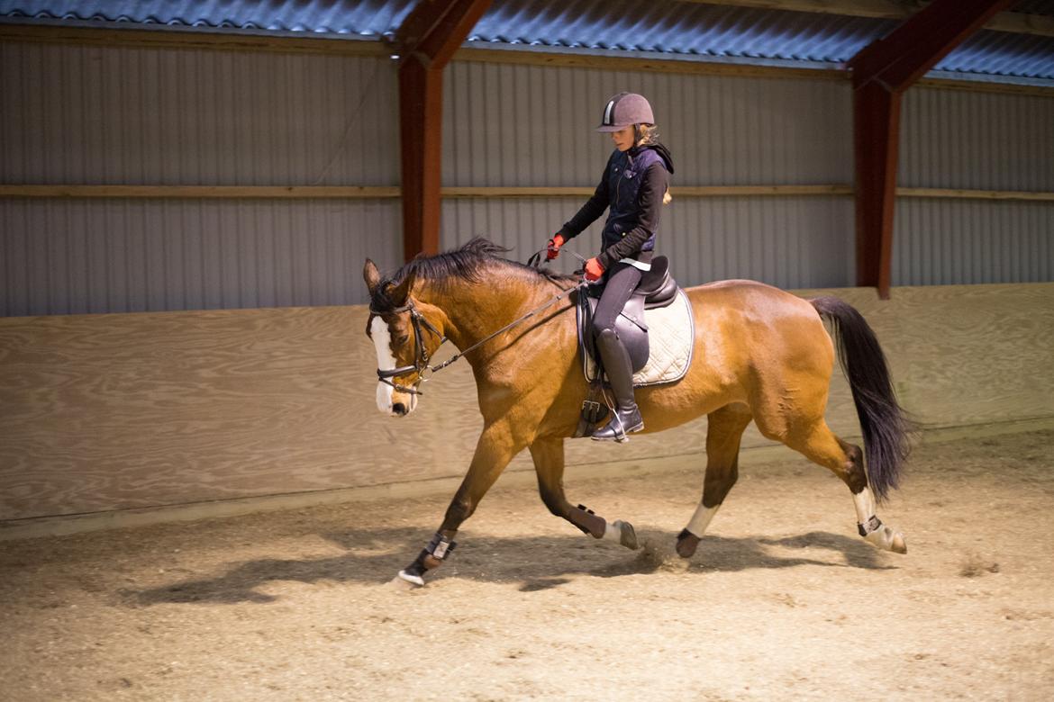 Dansk Varmblod Karisma Kildemark billede 19