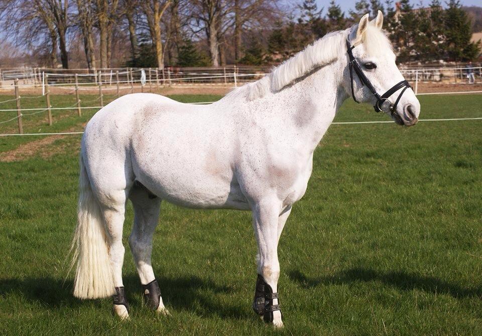 Welsh Pony af Cob-type (sec C) Santo - <3 billede 20