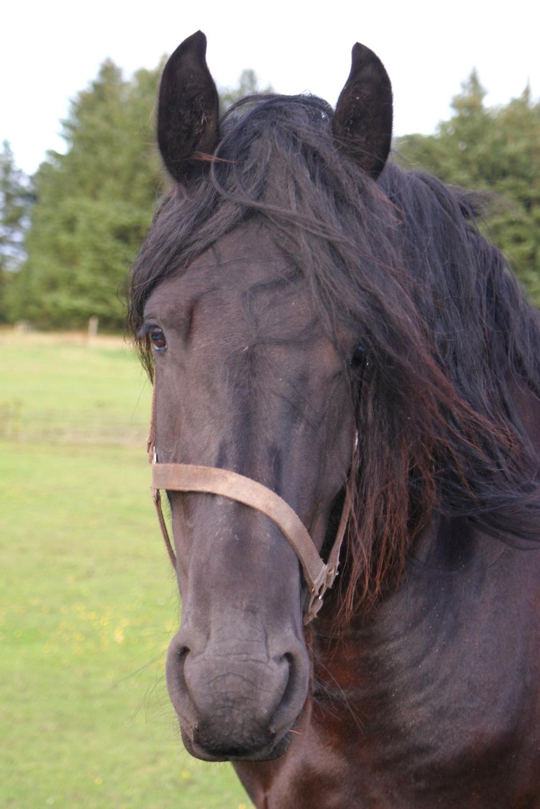 Frieser Kasper - Velkommen til Kaspers profil :)  billede 1