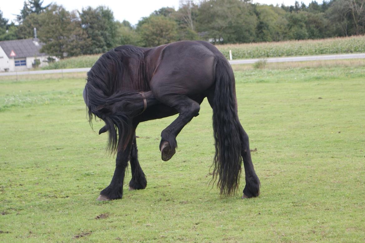 Frieser Kasper billede 5