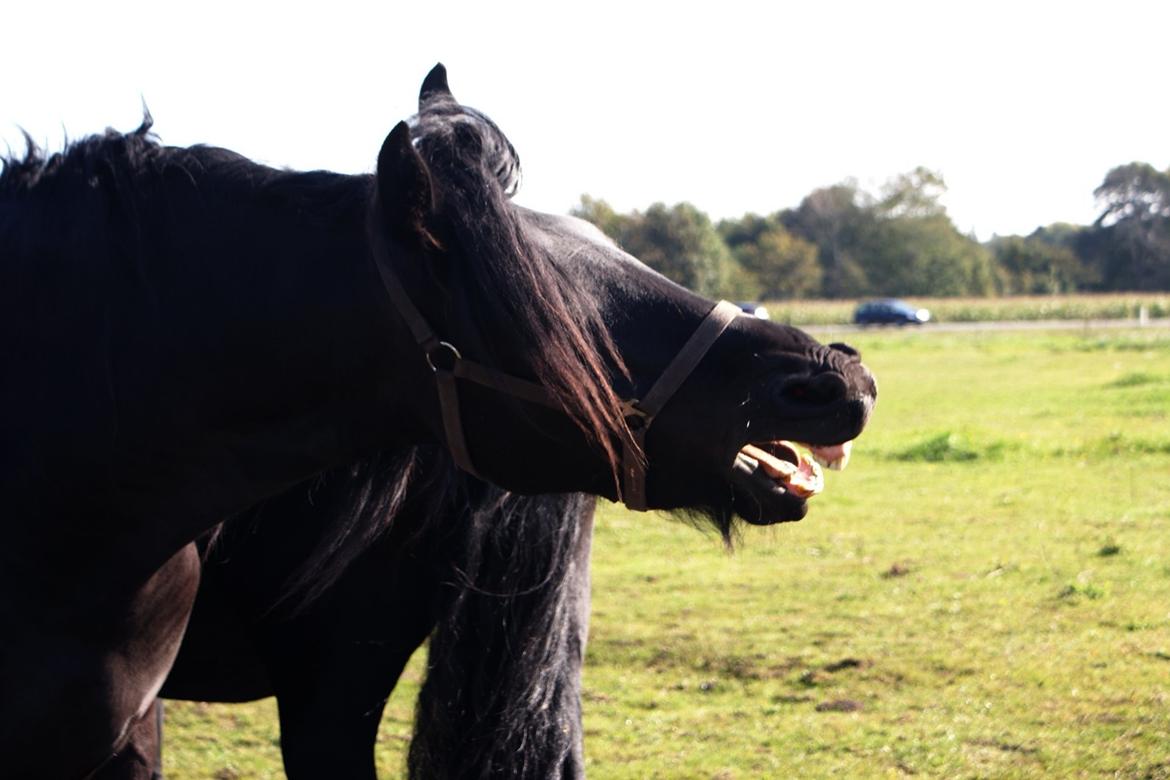 Frieser Kasper billede 3