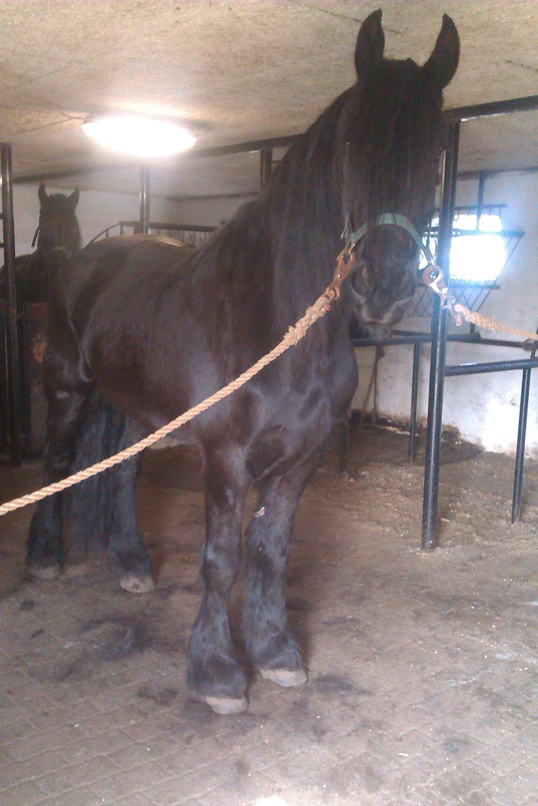 Frieser Kasper - Sporty friser! billede 6