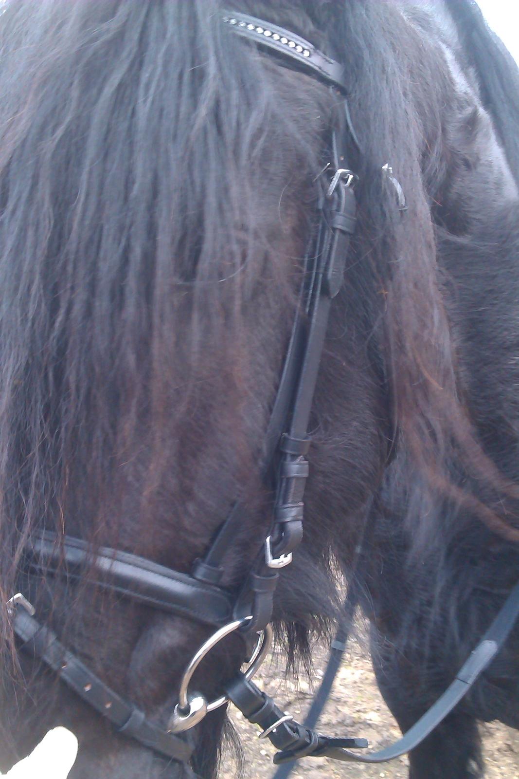 Frieser Kasper - Med sit nye hovedtøj :)  billede 7