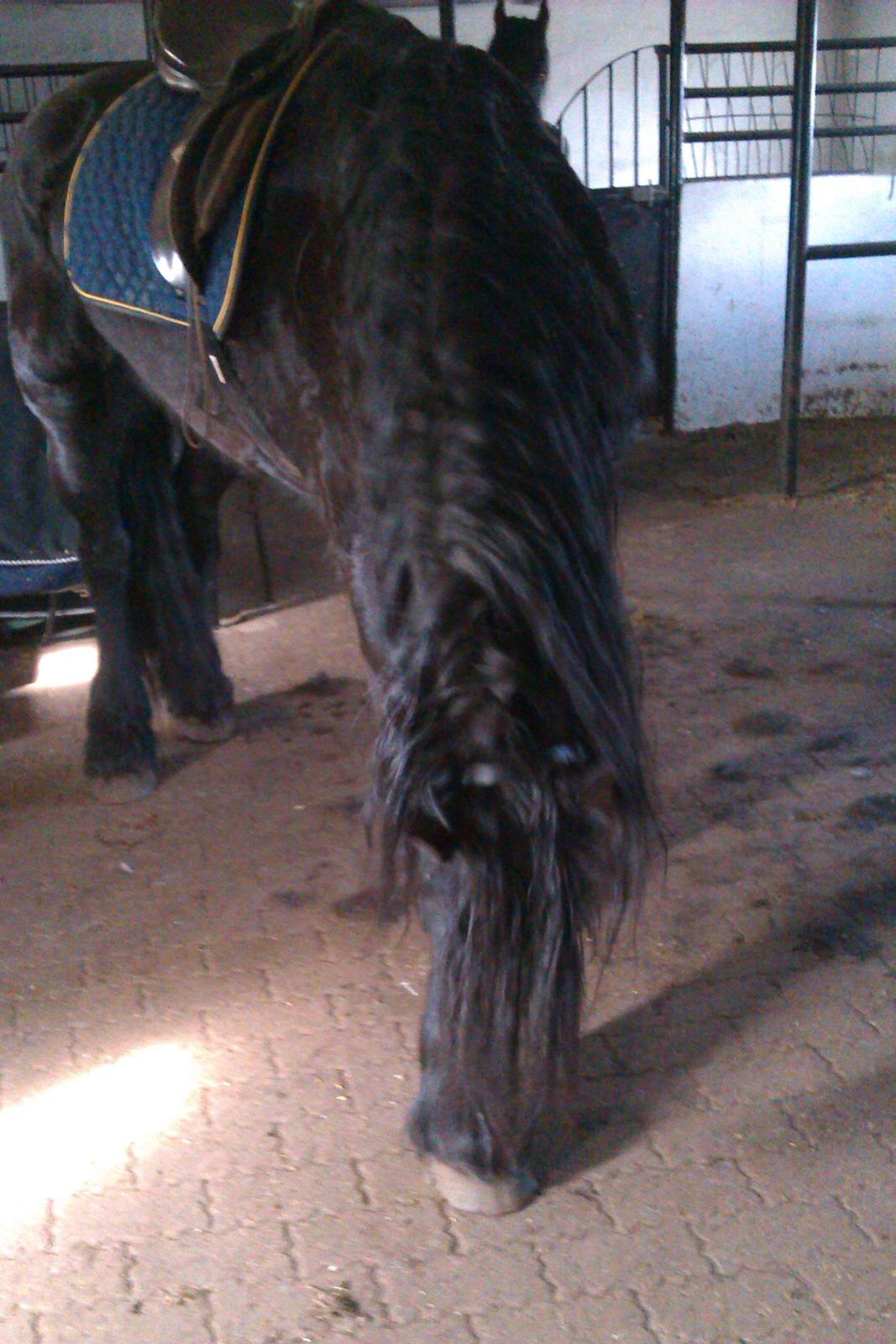 Frieser Kasper - Lidt et fail billede, for der er jo bare hår oooover det hele xD billede 8