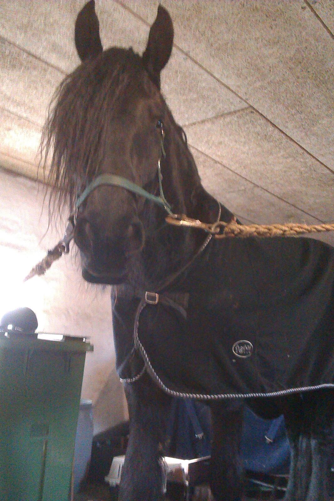 Frieser Kasper - Tæppe på efter ridning billede 4