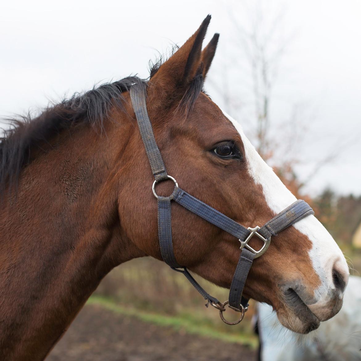 Dansk Varmblod Karisma Kildemark billede 16