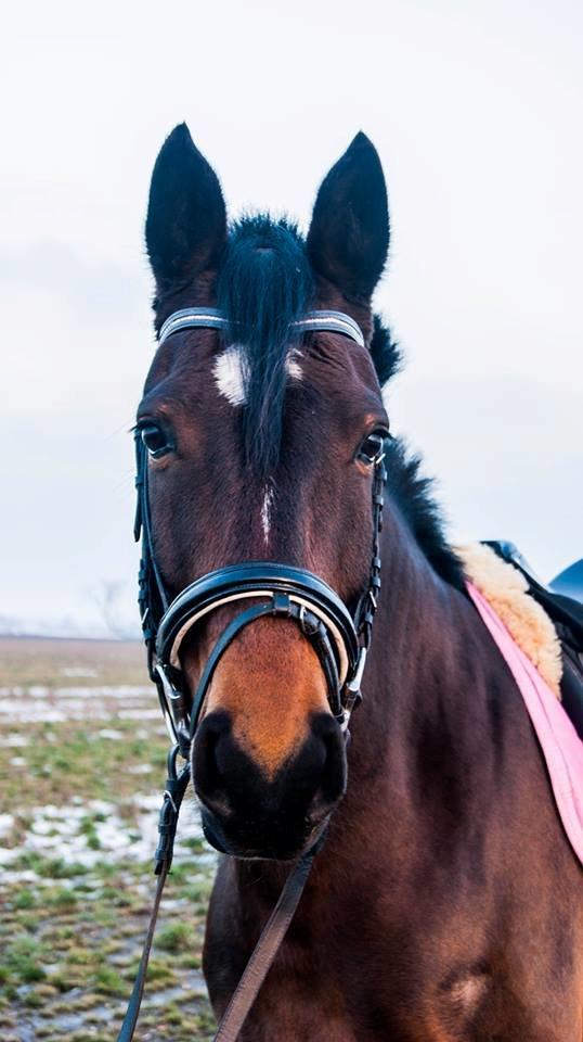 Pinto Jacki Højgård (DAMPBARNET) billede 5