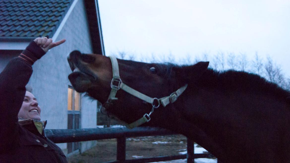 Pinto Jacki Højgård (DAMPBARNET) billede 18