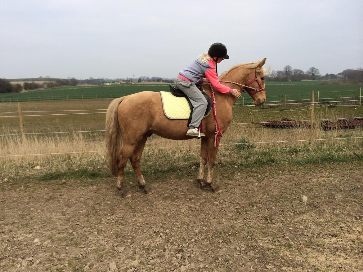 Palomino Ga' Cool Cash - Velkommen til cash profil :) billede 1