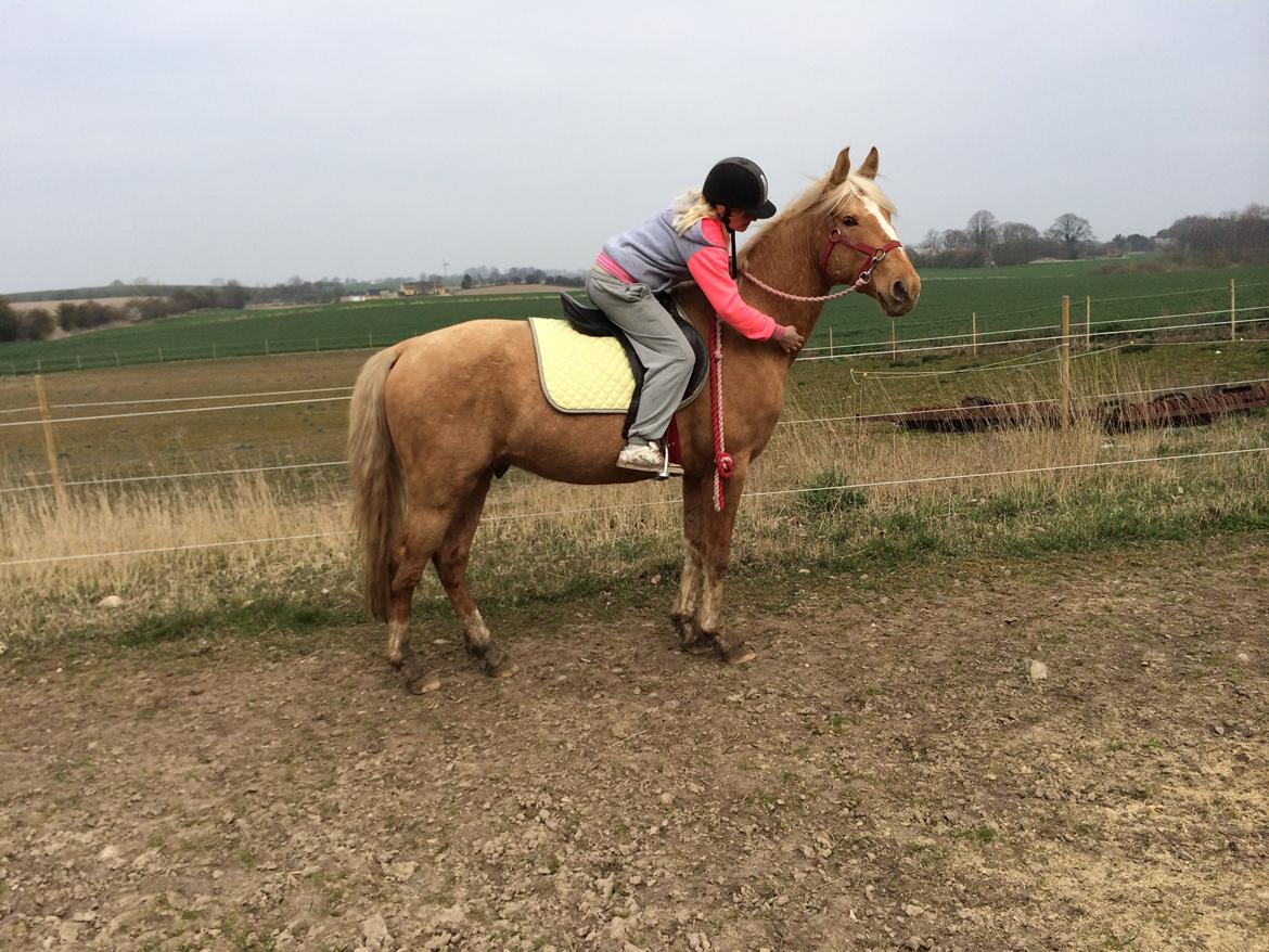 Palomino Ga' Cool Cash billede 2