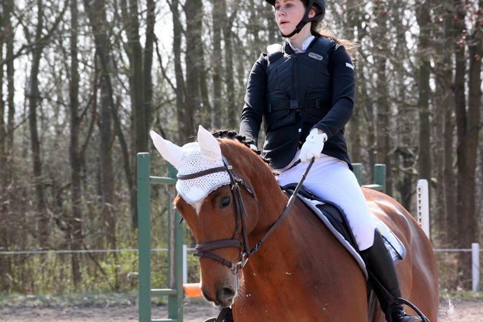 Dansk Varmblod RTS - Contreau billede 3