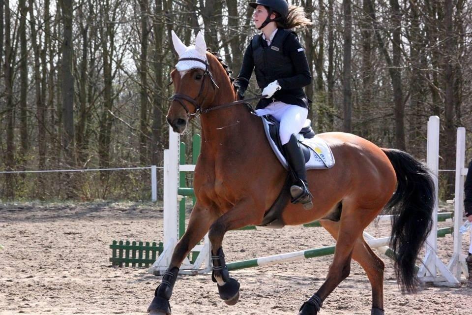 Dansk Varmblod RTS - Contreau billede 9